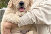 $350 : Golden Retriever Pup's thumbnail