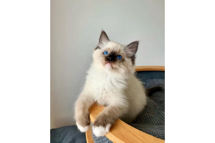 $220 : Beautiful Ragdoll  Kittens image 2