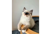 $220 : Beautiful Ragdoll  Kittens thumbnail