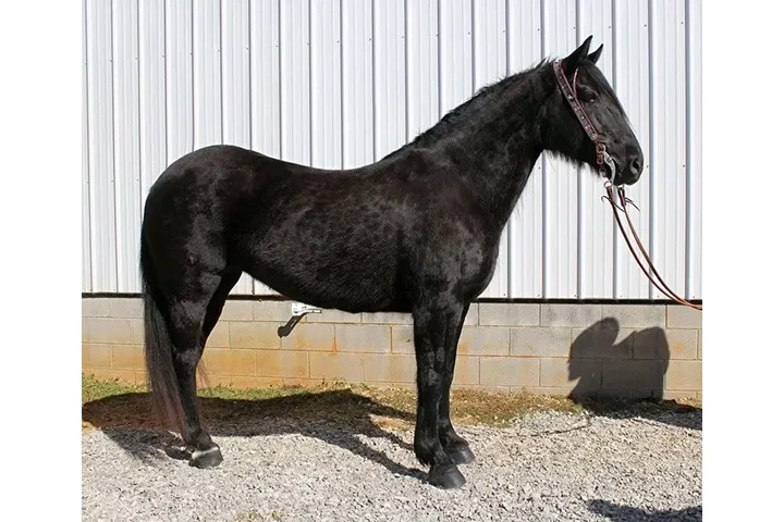$1700 : Black horse for sale near you image 2