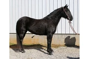 $1700 : Black horse for sale near you thumbnail