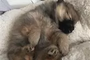 Pomeranian Puppies for Adoptio thumbnail