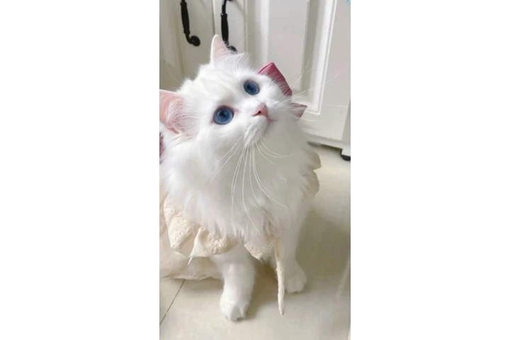 $220 : BELLEJOY Ragdoll Kittens Ready image 3