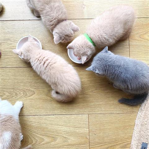 $500 : British Shorthair Kittens. image 1