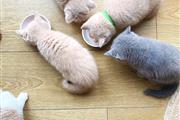 British Shorthair Kittens. en Memphis