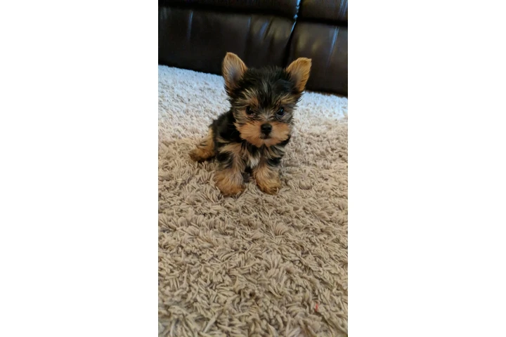 $240 : Maltipol and pomeranian image 8