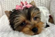 Cachorro YorkieS de raza pura en Phoenix