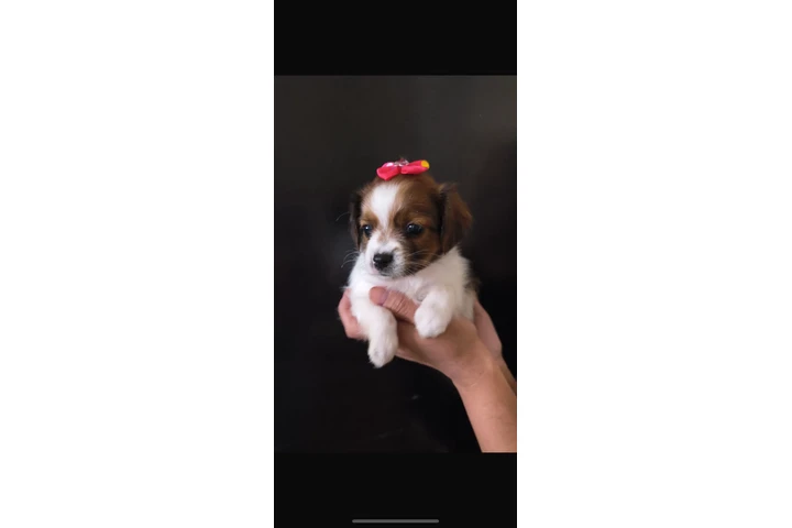 $400 : Hembra Shihtzu chihuahua image 4