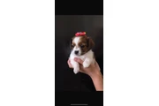 $400 : Hembra Shihtzu chihuahua thumbnail