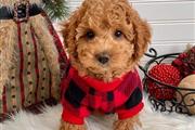 Toy Poodle Puppies  For Sale en New York