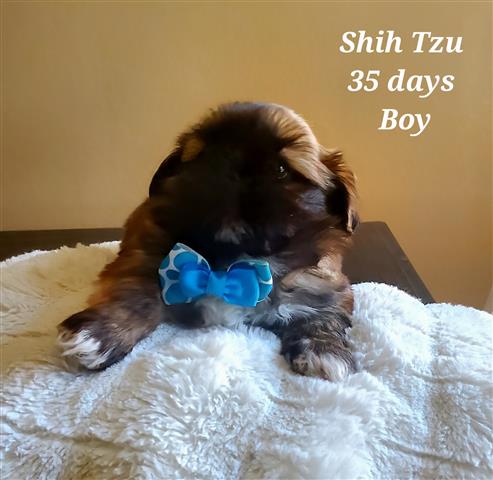 Shih Tzu 🥰 image 3