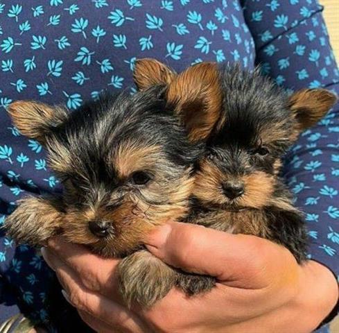 $500 : Lindos cachorros de Yorkie image 1