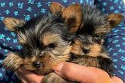 Lindos cachorros de Yorkie en Fort Worth