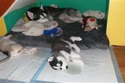 pure breed Siberian Husky Pups en Fallsburg