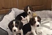 cachorros Beagles disponibles en Omaha