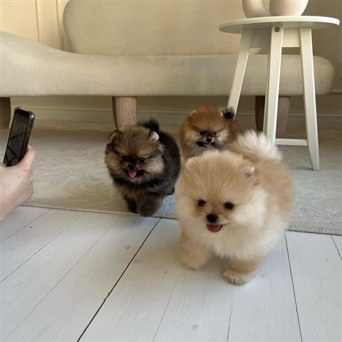 $500 : Teacup Pomeranian Puppies image 2