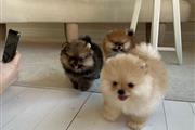 $500 : Teacup Pomeranian Puppies thumbnail