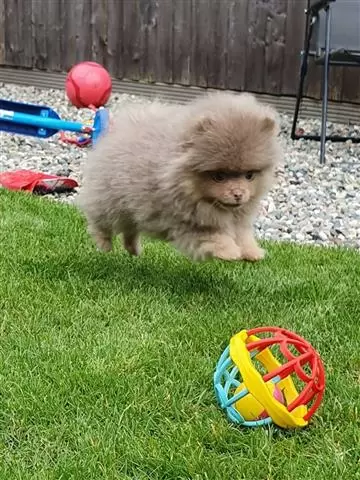 $400 : chocolate Lovely Pomeranian image 3