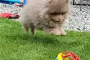 $400 : chocolate Lovely Pomeranian thumbnail