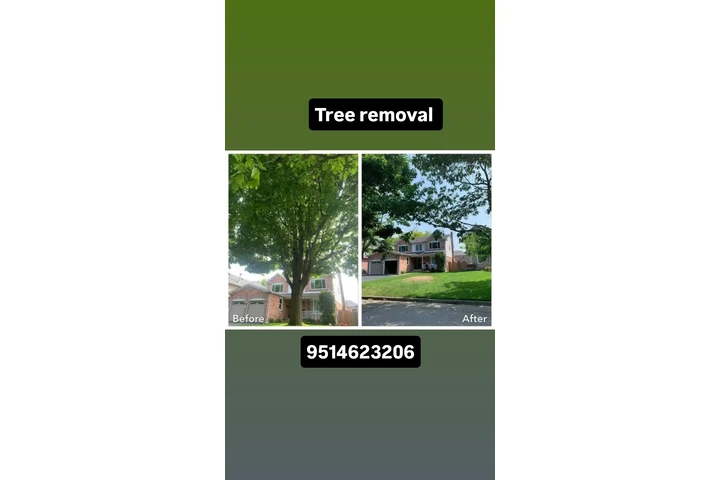 Tree removal TREE SERVICE image 1