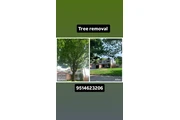 Tree removal TREE SERVICE en San Bernardino