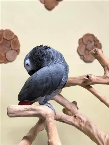 $410 : African Gray Parrots For Sale image 3