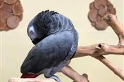 $410 : African Gray Parrots For Sale thumbnail