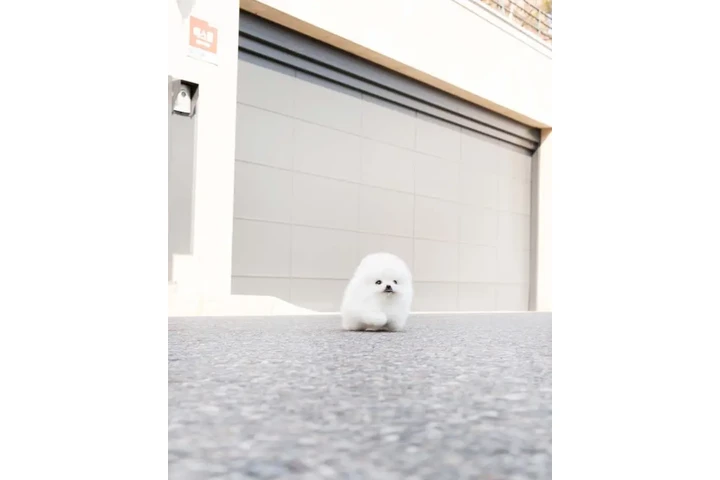 $300 : Teacup Pomeranian puppies image 5
