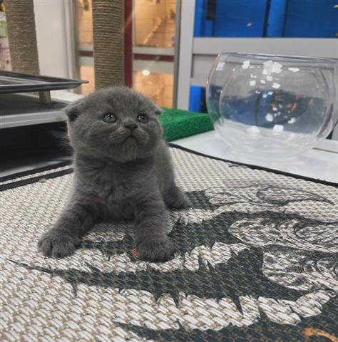 $400 : Scottish fold girls Ready image 1