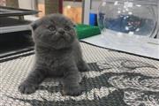 Scottish fold girls Ready en Tampa