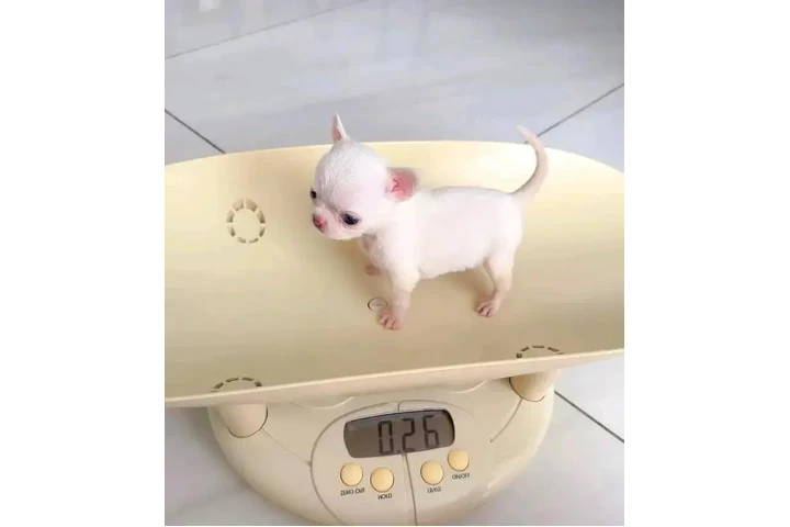 $350 : Chihuahua macho y hembra image 1