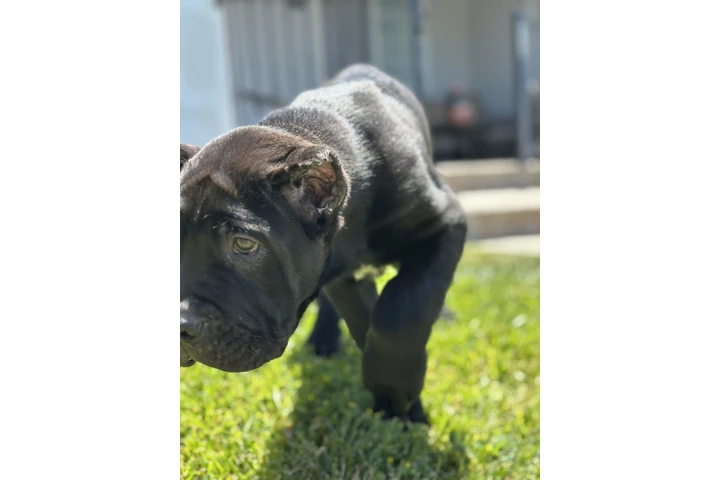 $4000 : SALE DOG CANE CORSO image 9