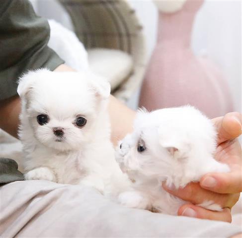 $550 : Teacup Maltese puppies image 2