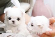 $550 : Teacup Maltese puppies thumbnail