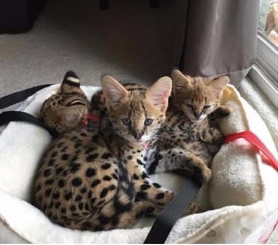$850 : Adorable #savannah kittens image 2