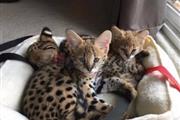 $850 : Adorable #savannah kittens thumbnail