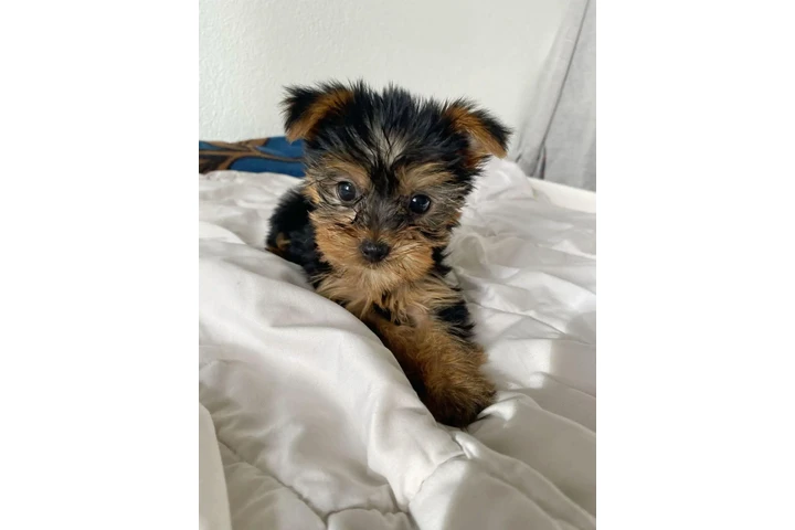 $350 : Yorkshire terrier taza de té image 2