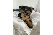 $350 : Yorkshire terrier taza de té thumbnail