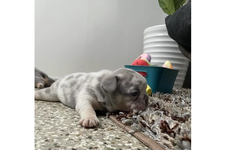 $350 : Bulldog Frances image 1