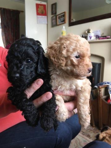 cachorros de caniche para ado image 1