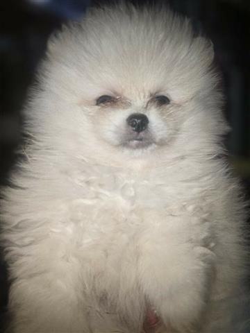 $1600 : Teacup teddy bear Pomeranian image 1