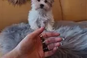 $420 : YORKIES FOR SALE thumbnail