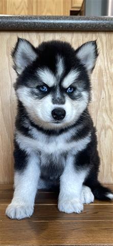 $400 : Siberian Husky Puppies image 1