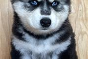 Siberian Husky Puppies en Los Angeles