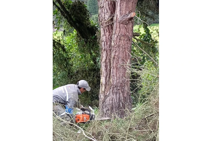 Servicio poda de árboles image 3