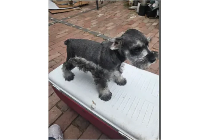 🐕🐕3 PERRITOS MINI SCHNUAUZER image 3