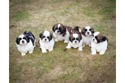 $350 : Cachorros de Shih Tzu thumbnail