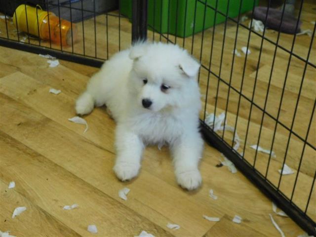 $550 : Samoyed puppies ready for sale image 2