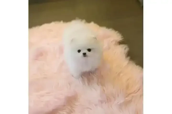 $250 : cachorros de Pomerania  B-) image 1