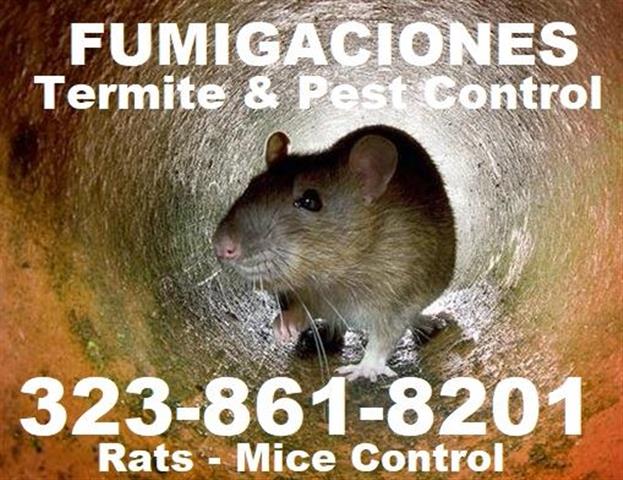 FUMIGACIÓN DE CUCARACHAS.🐜🐜 image 1